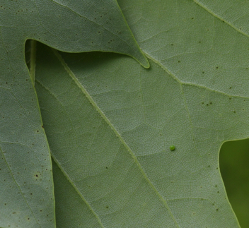 Eastern Tiger
Swallowtail Egg